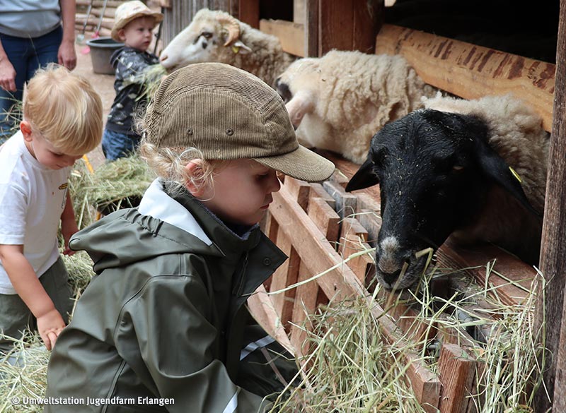 Newsbild Freie Plätze Kurs Eltern-Kind-Tiere Kinder füttern Schafe mit Heu