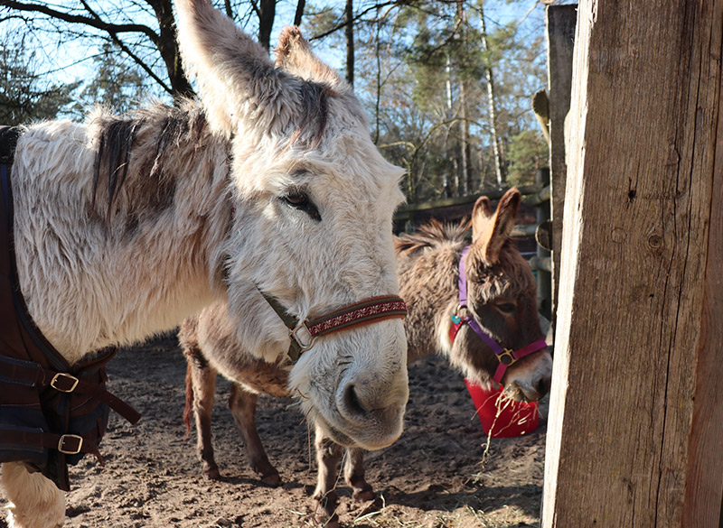Mitarbeiterin der Jugendfarm mit einem Esel