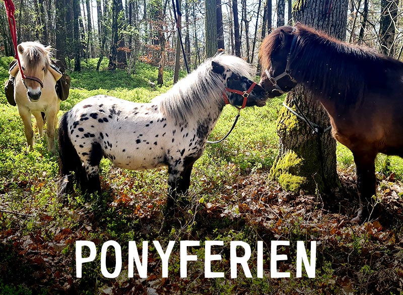 Die Jugendfarm-Ponys im Wald